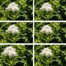 Bild 1 von Weiße Zwergspiere 'Albiflora', 6er-Set