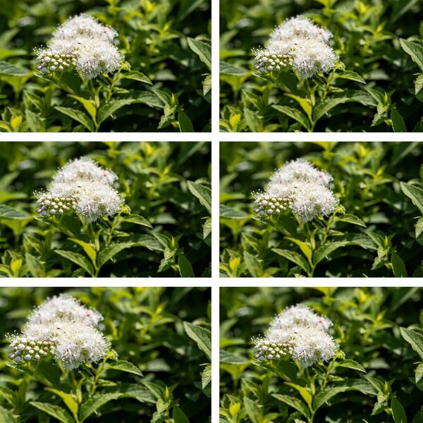 Bild 1 von Weiße Zwergspiere 'Albiflora', 6er-Set