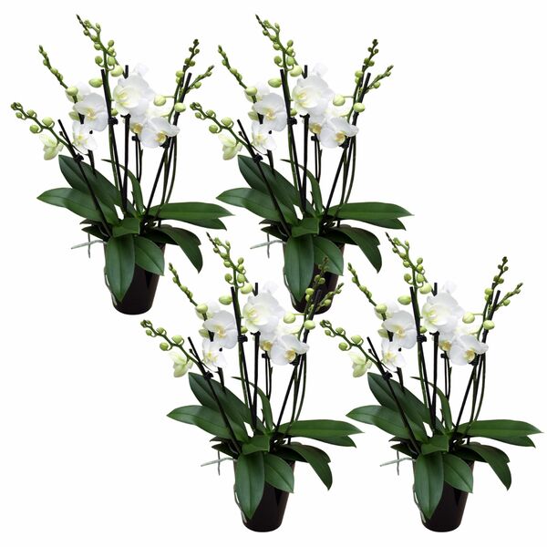 Bild 1 von 6-7 rispiges Orchideen 4er Paket + Übertopf schwarz