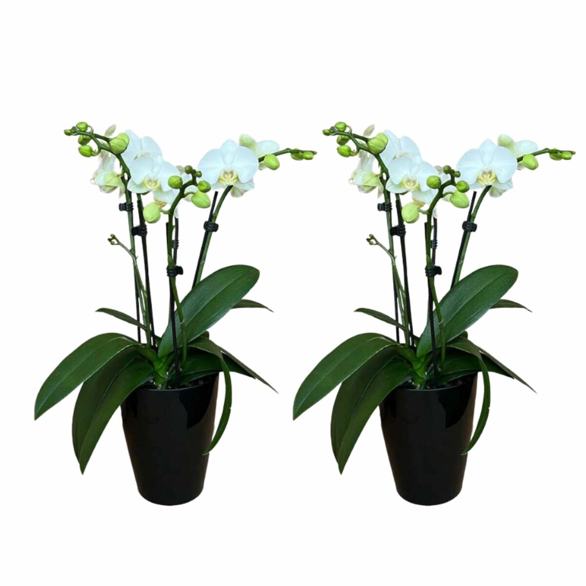 Bild 1 von 4-5 rispiges Orchideen 2er Set + Übertopf schwarz