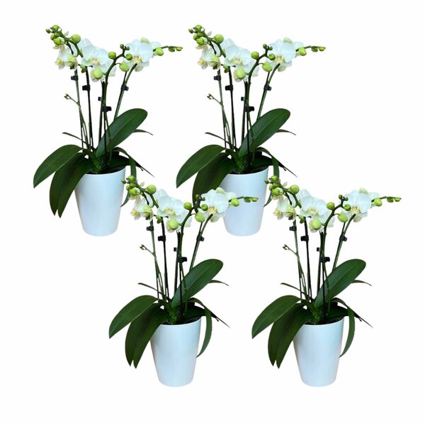 Bild 1 von 4-5 rispiges Orchideen 4er Set + Übertopf weiß