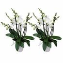 Bild 1 von 6-7 rispiges Orchideen 2er Paket + Übertopf weiß