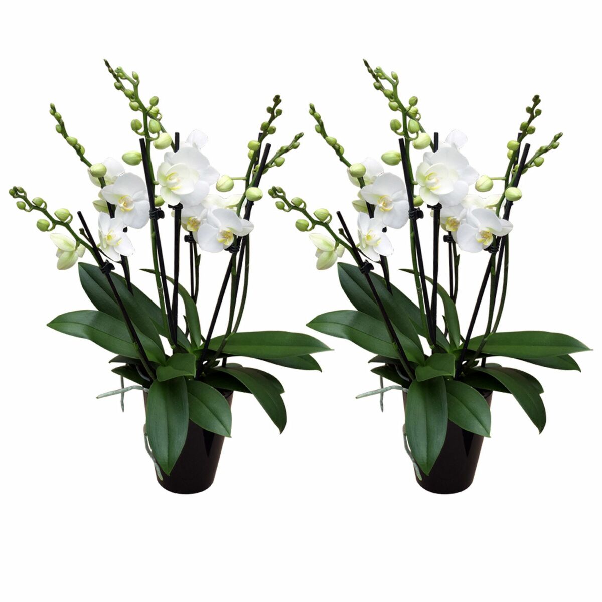 Bild 1 von 6-7 rispiges Orchideen 2er Paket + Übertopf schwarz