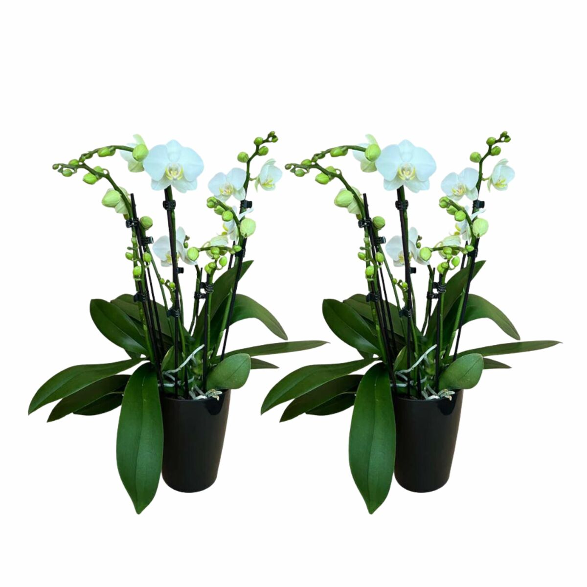 Bild 1 von 8+ rispiges Orchideen 2er Set + Übertopf schwarz