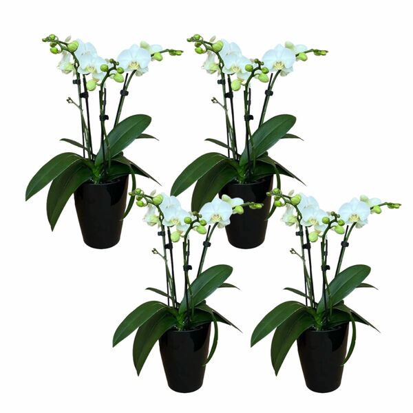 Bild 1 von 4-5 rispiges Orchideen 4er Set + Übertopf schwarz