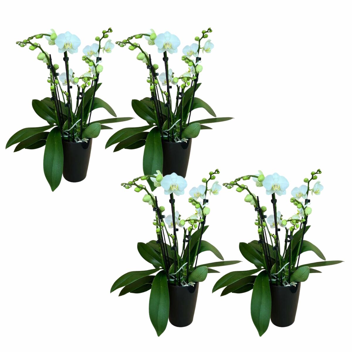 Bild 1 von 8+ rispiges Orchideen 4er Set + Übertopf schwarz