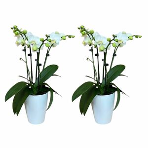 4-5 rispiges Orchideen 2er Set + Übertopf weiß