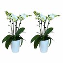 Bild 1 von 4-5 rispiges Orchideen 2er Set + Übertopf weiß