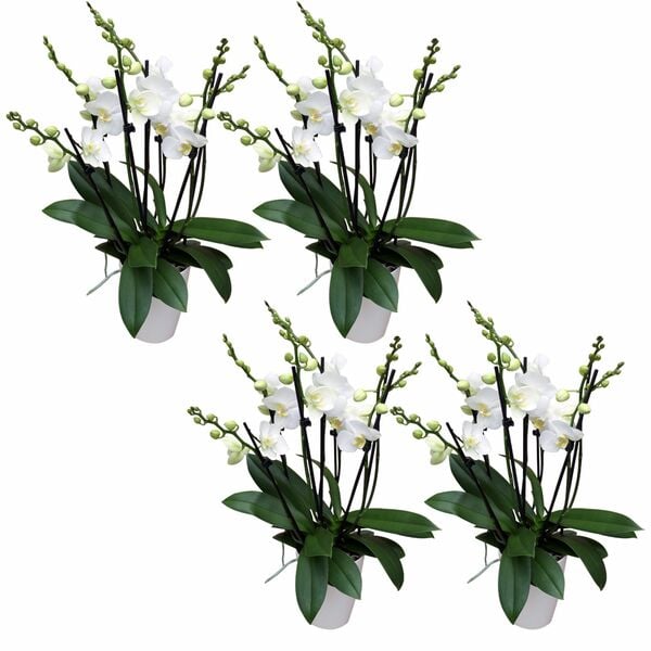 Bild 1 von 6-7 rispiges Orchideen 4er Paket + Übertopf weiß