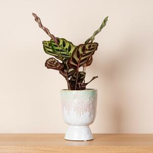Keramik Übertopf Rosa/Mint - 12 cm