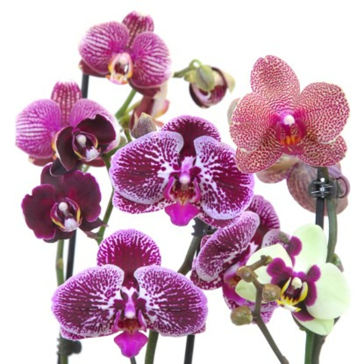 Bild 2 von Schmetterlingsorchidee 2-Trieber Topf-Ø ca. 12 cm Phalaenopsis