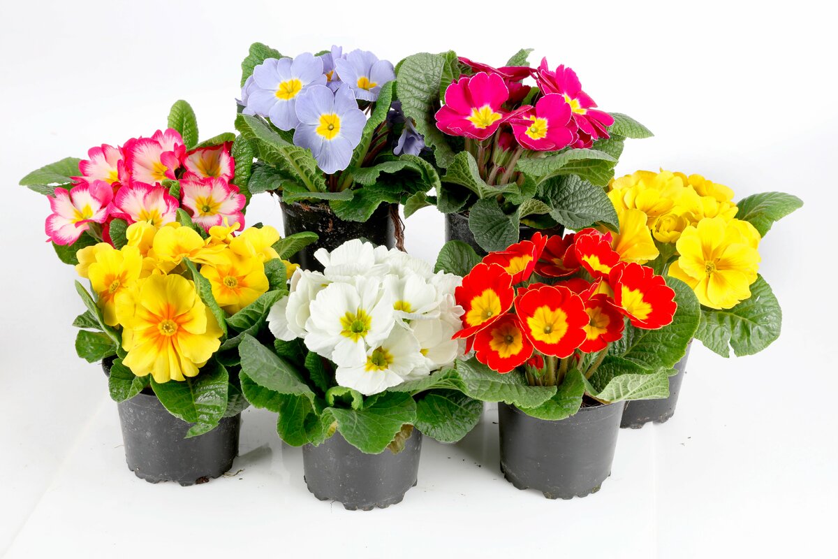 Bild 1 von Primeln versch. Farben