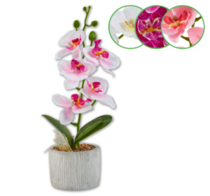 Deko-Orchidee im Topf*