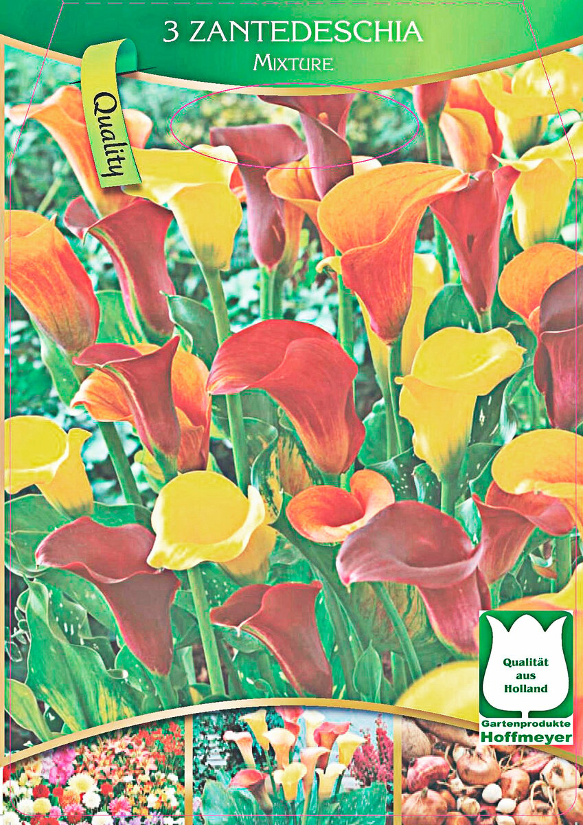 Bild 1 von Zantedeschia und Ornithogalum