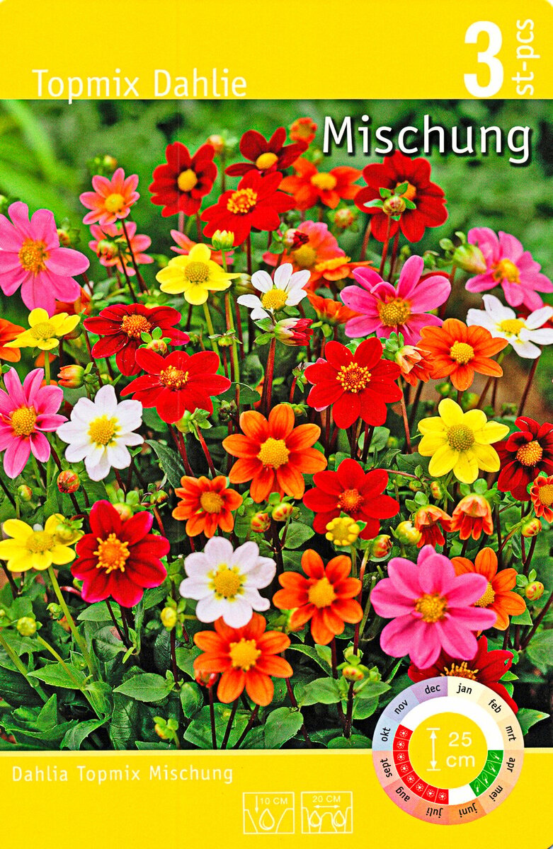 Bild 1 von Dahlien DIN I