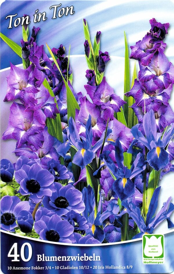 Bild 1 von Frühjahrs-Blumenzwiebeln 'Farbenharmonie' z.B. 10 Anemonen Fokker blau