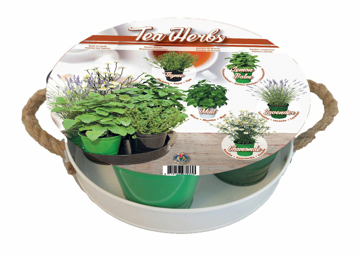 Bild 1 von Mini-Anzuchtset 'Tee-Kräuter' 5 Mini-Zinkeimer