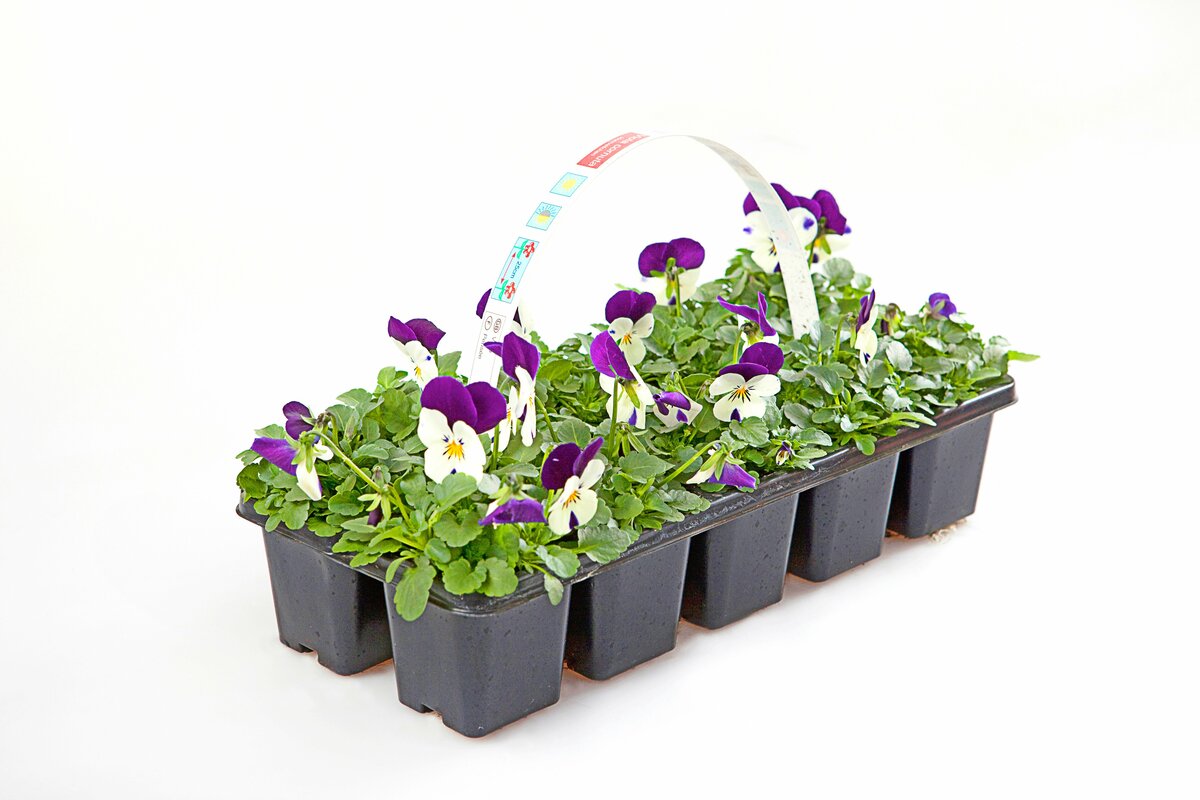 Bild 1 von Hornveilchen oder Stiefmütterchen