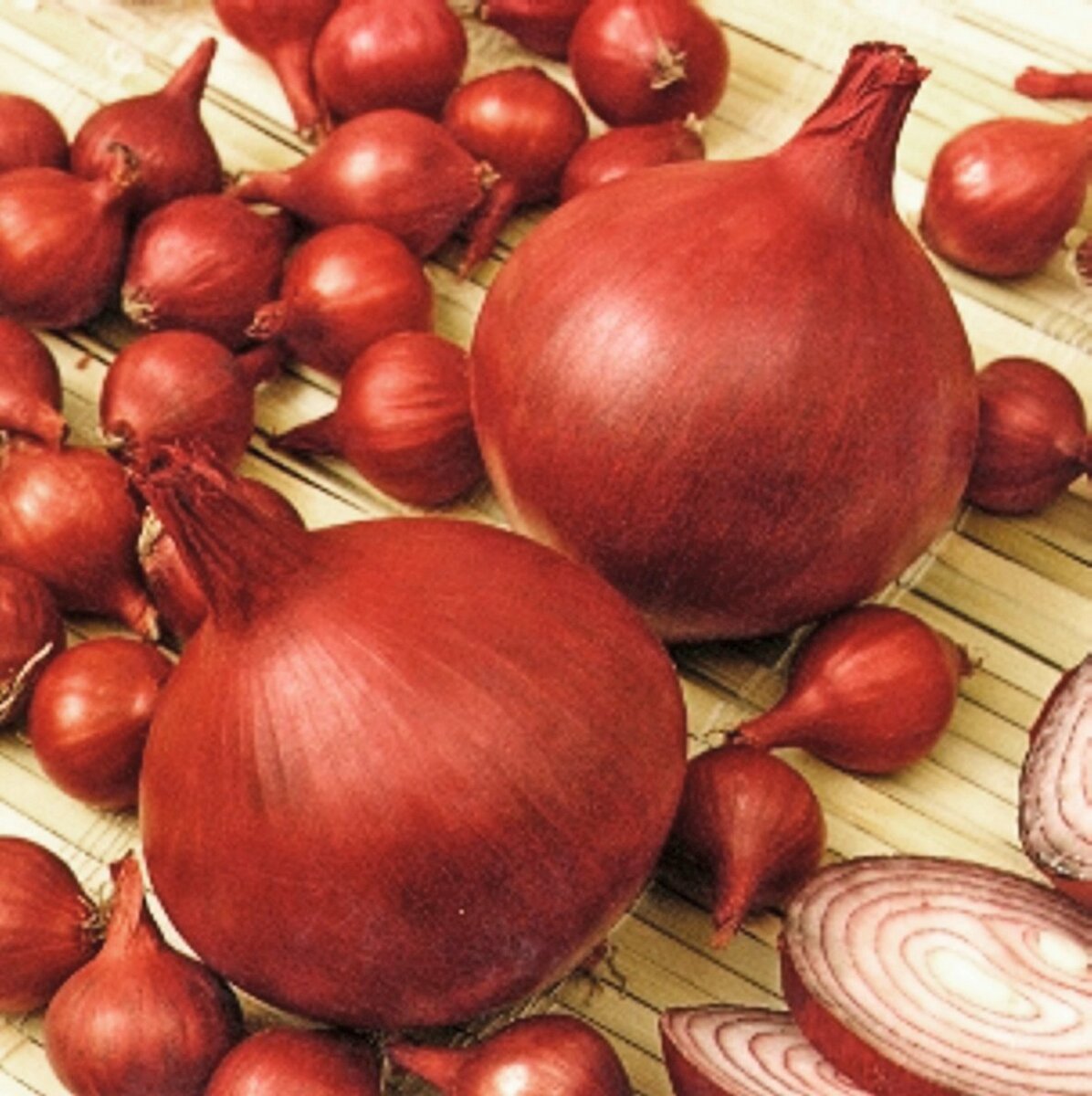 Bild 1 von Steckzwiebeln 'Rote Piroschka'