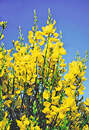 Bild 1 von Ginster Cytisus praecox