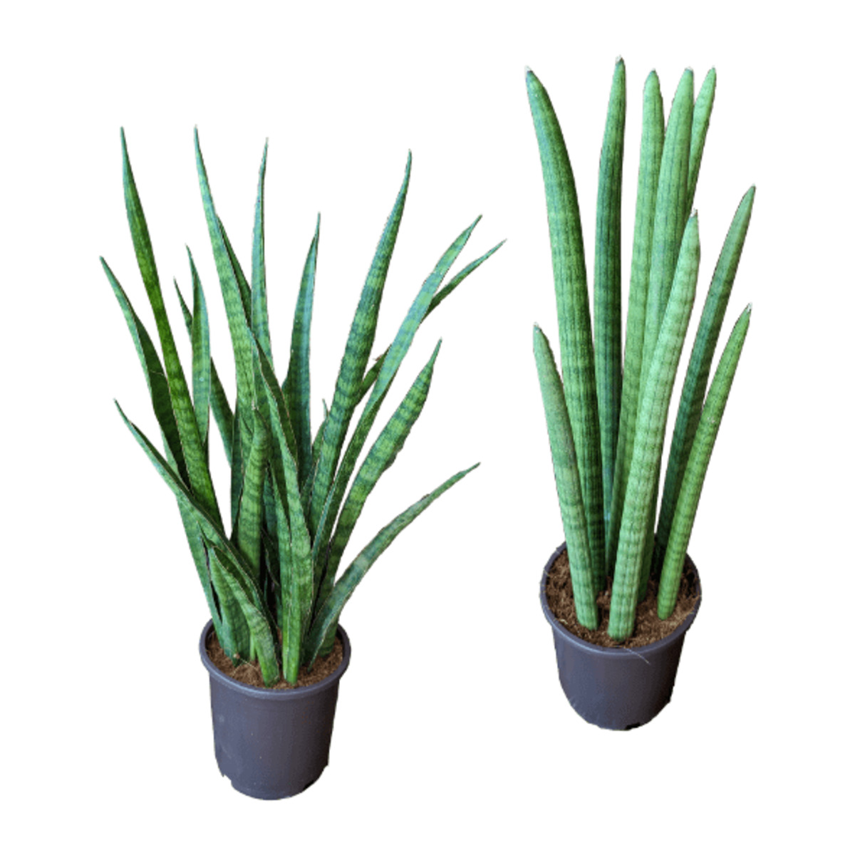 Bild 1 von GARDENLINE Sansevieria