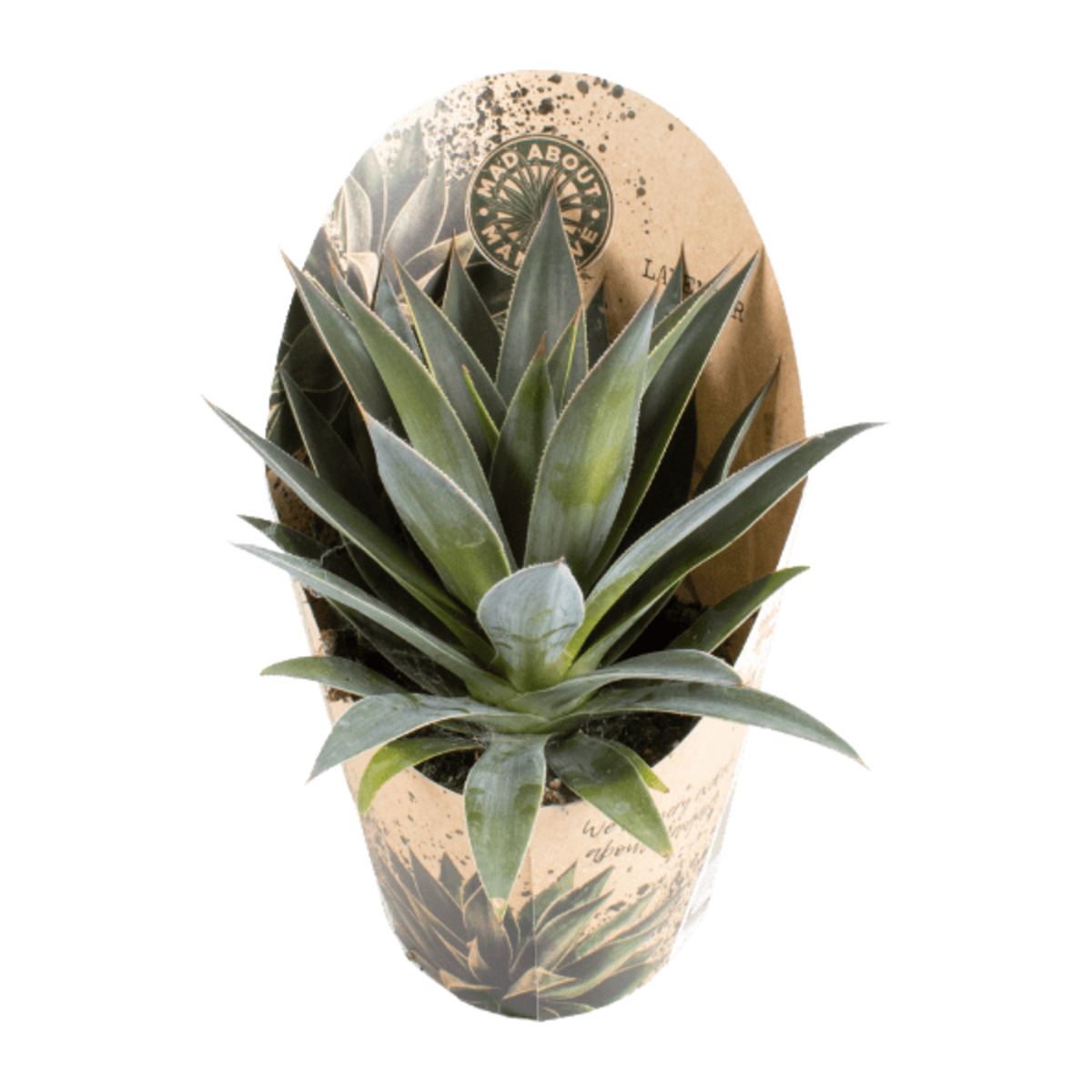 Bild 2 von GARDENLINE Mangave