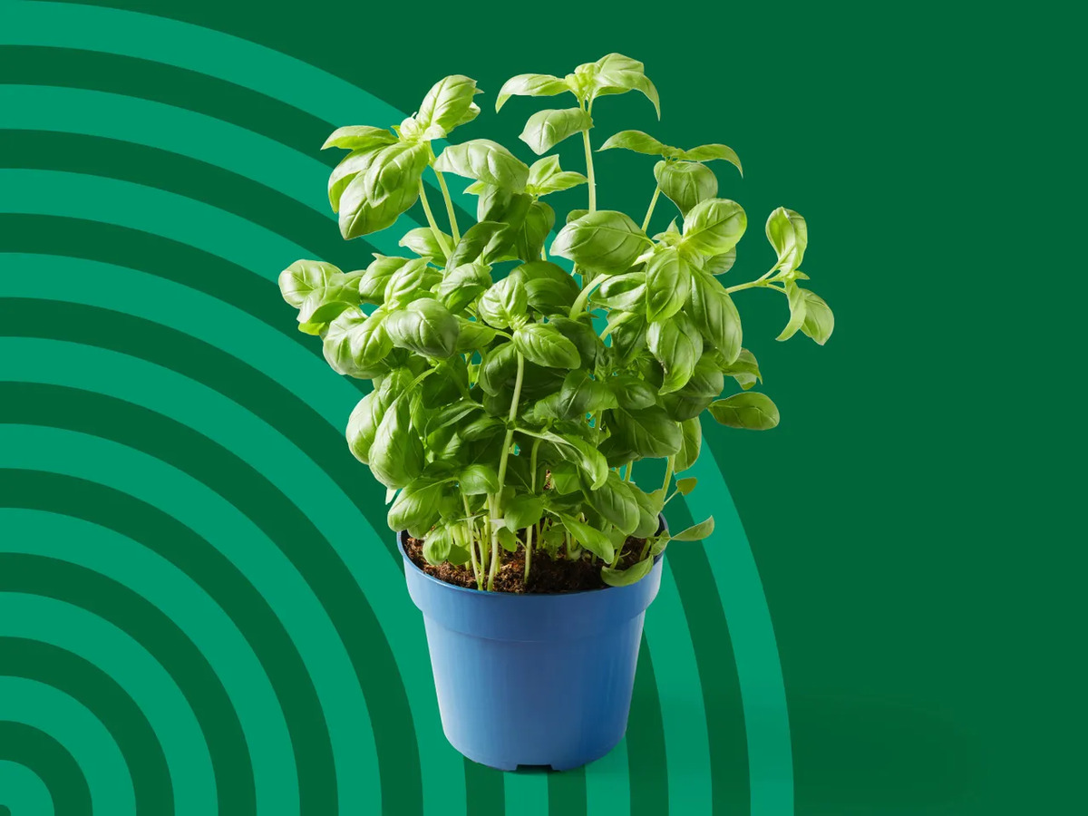 Bild 1 von Bioland Deutsche Topfkräuter, 
         Topf