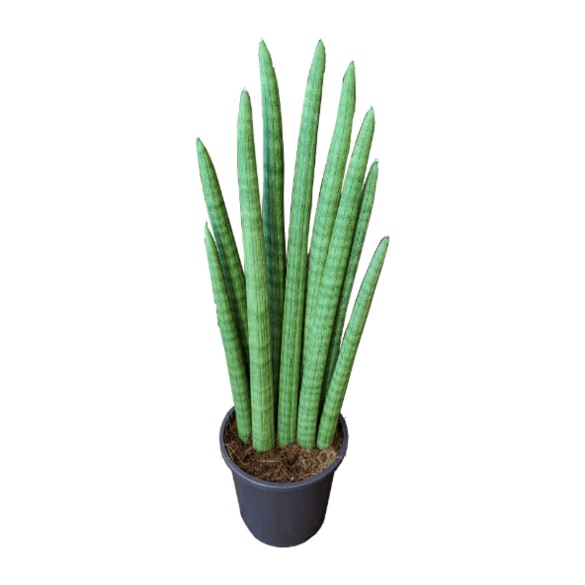 Bild 4 von GARDENLINE Sansevieria