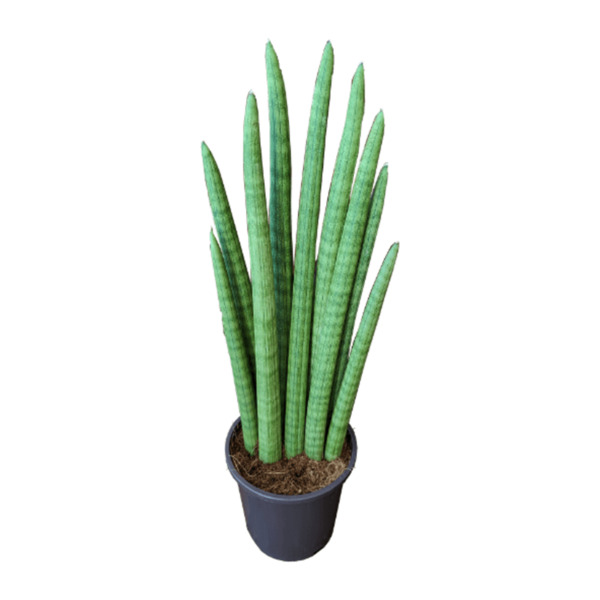Bild 4 von GARDENLINE Sansevieria