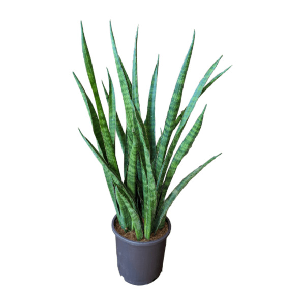 Bild 2 von GARDENLINE Sansevieria