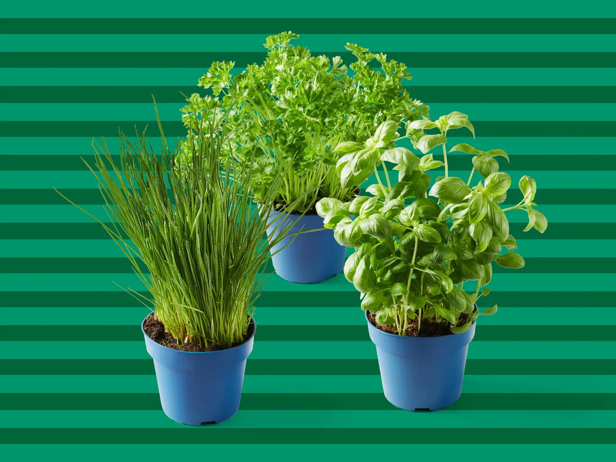 Bild 1 von Bioland Deutsche Topfkräuter, 
         Topf