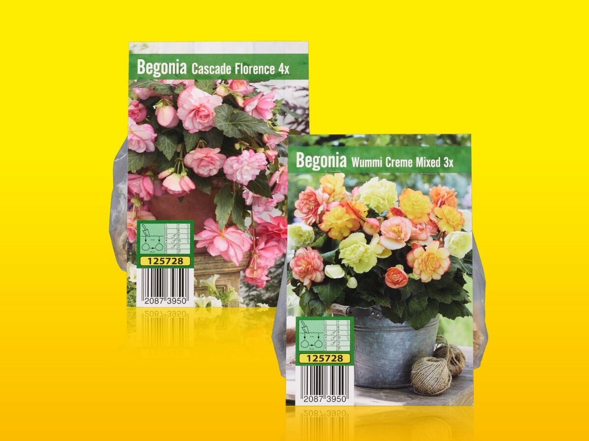 Bild 1 von Blumenzwiebeln Begonien, 
         Packung