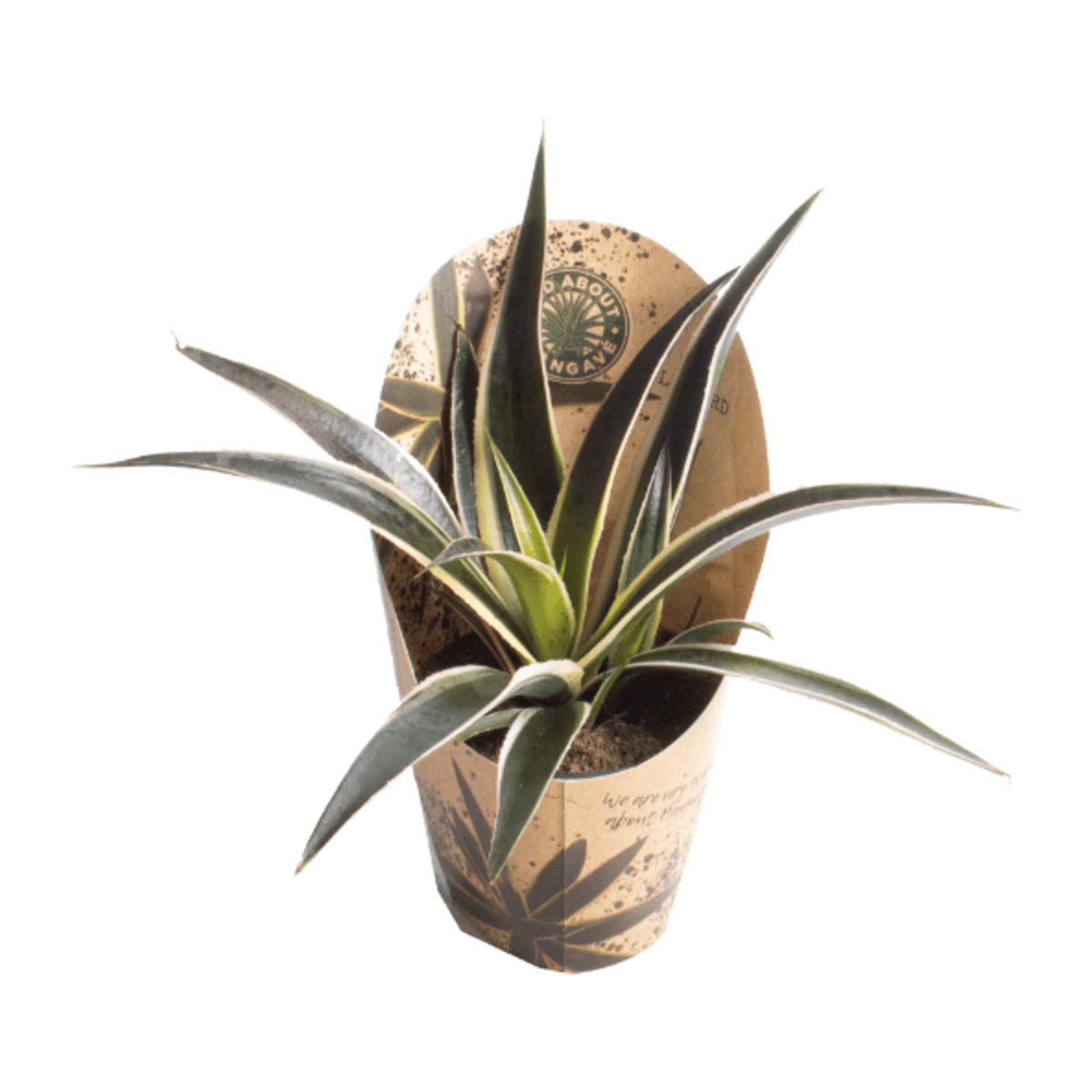 Bild 4 von GARDENLINE Mangave