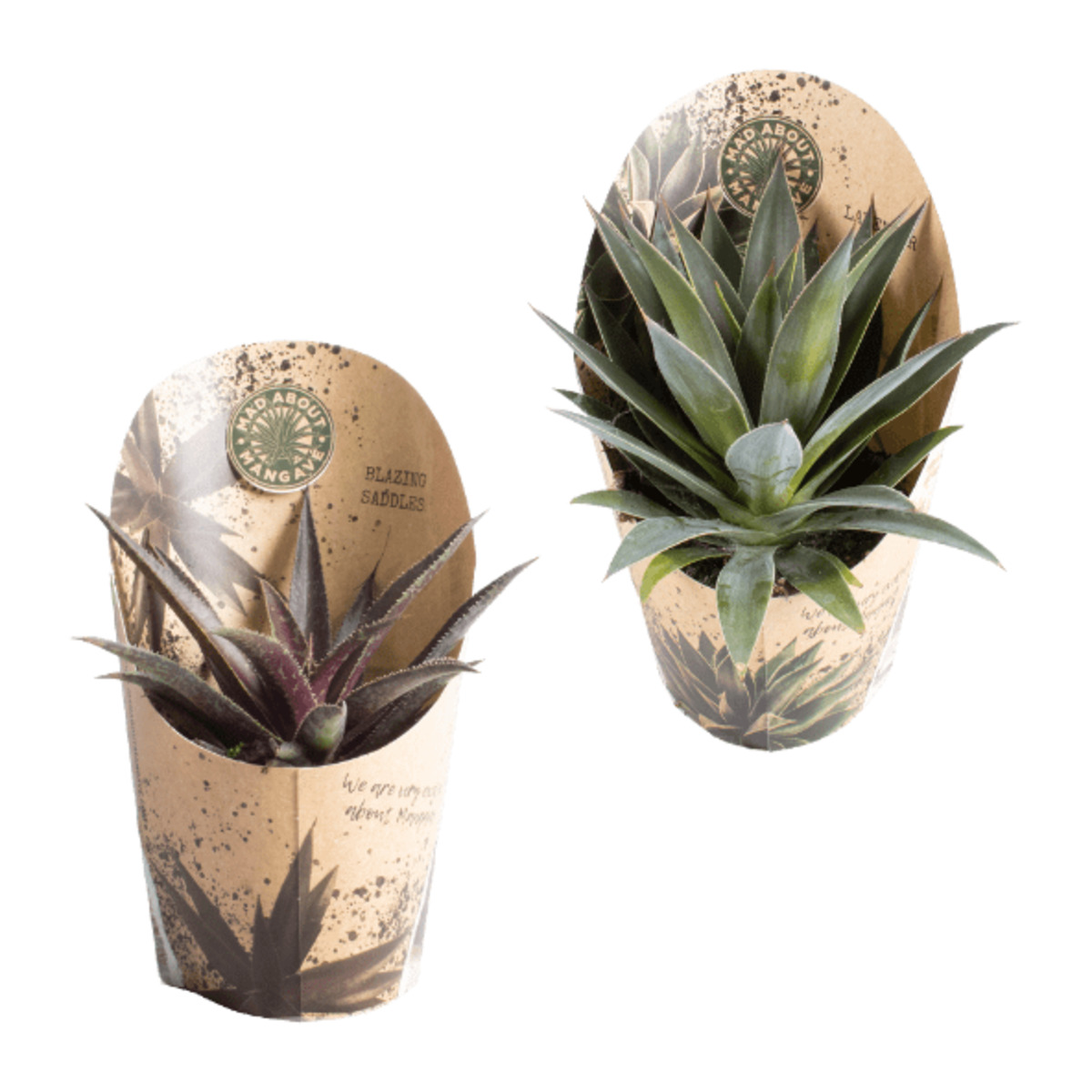 Bild 1 von GARDENLINE Mangave