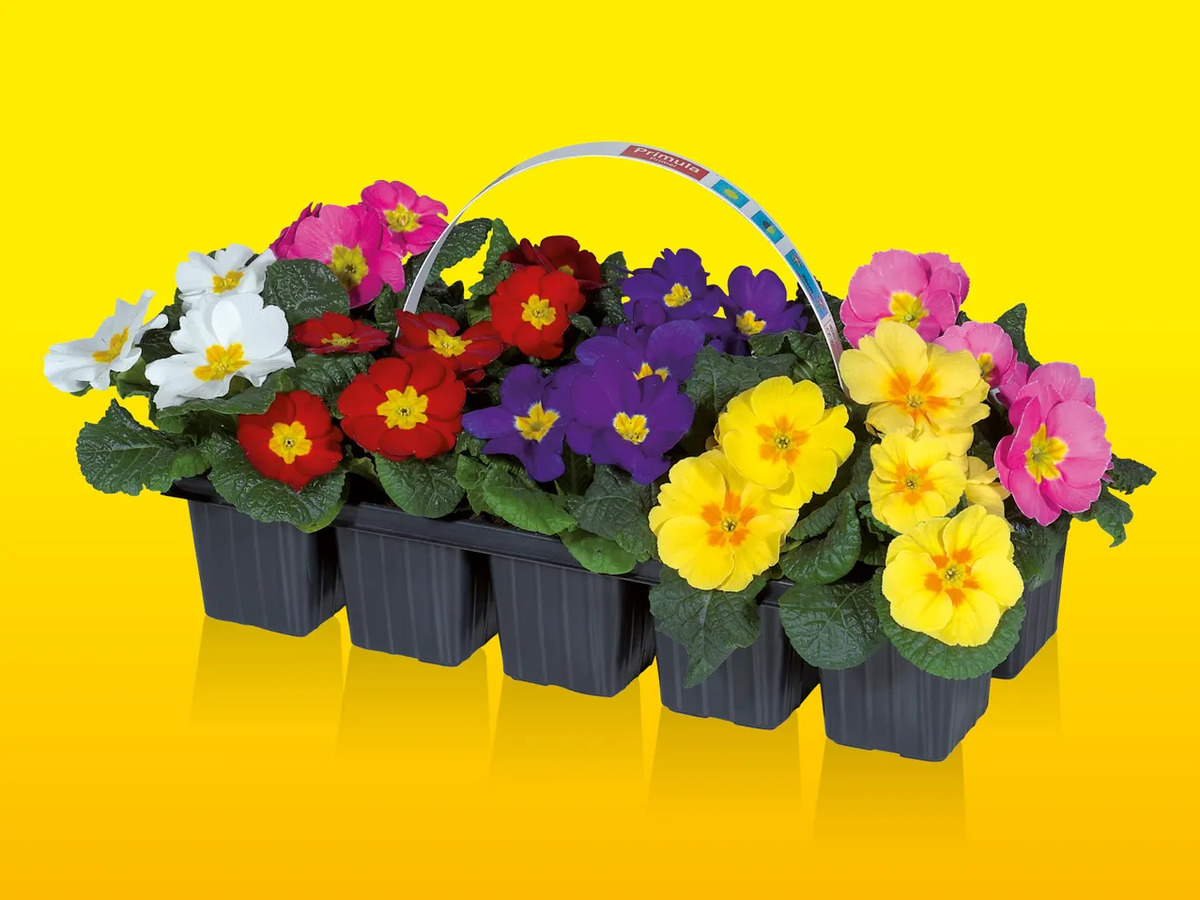 Bild 1 von Primeln im 10er-Tray, 
         10er-Tray