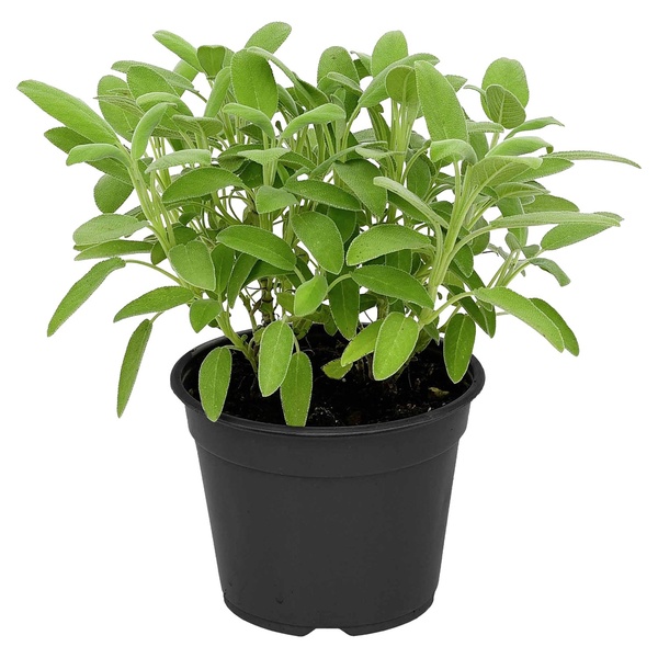 Bild 4 von GARDENLINE Gewürzkräuter