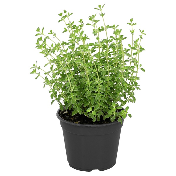 Bild 2 von GARDENLINE Gewürzkräuter