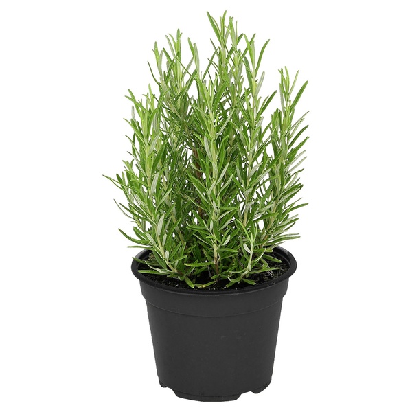 Bild 3 von GARDENLINE Gewürzkräuter