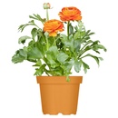 Bild 1 von GARDENLINE Ranunkeln