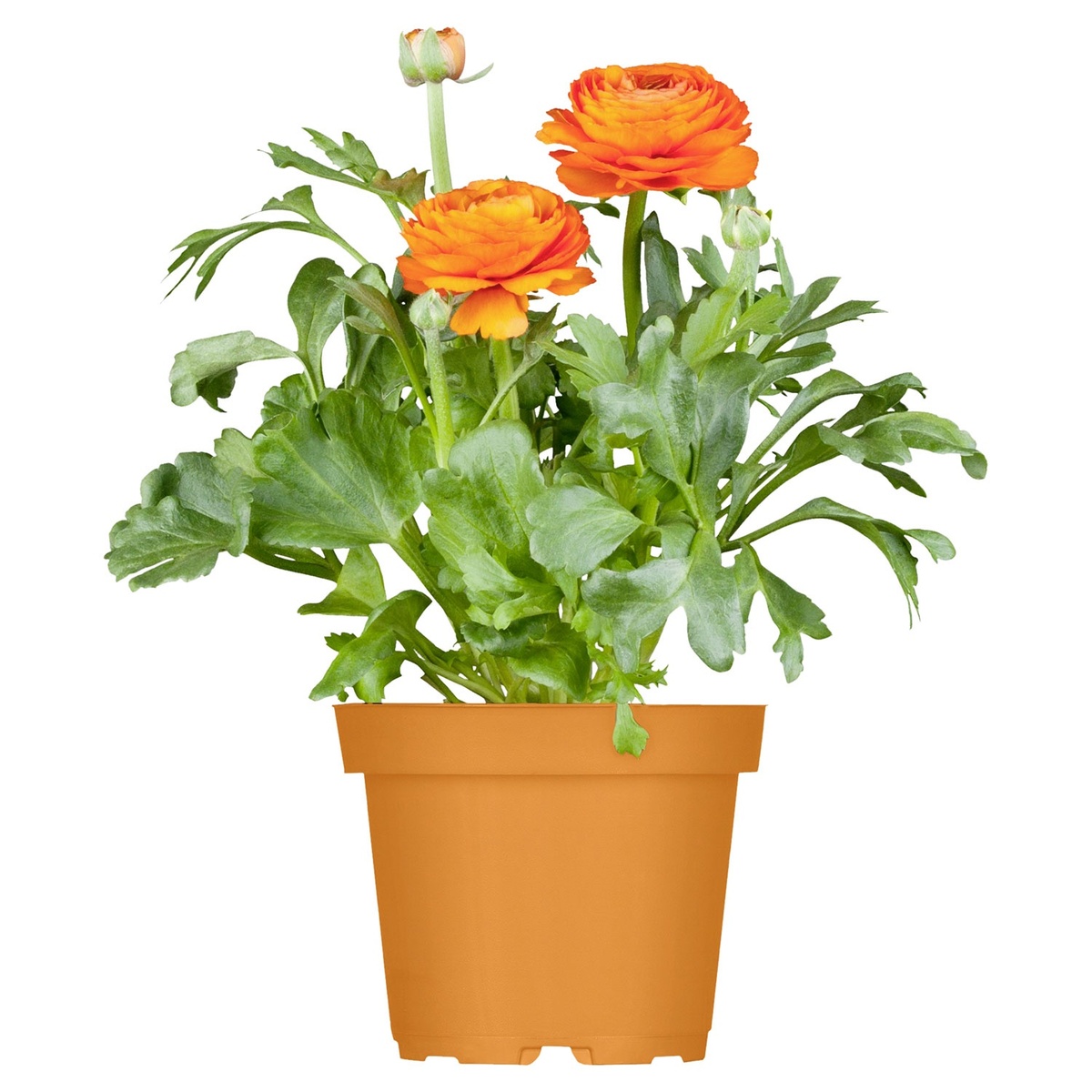 Bild 1 von GARDENLINE Ranunkeln