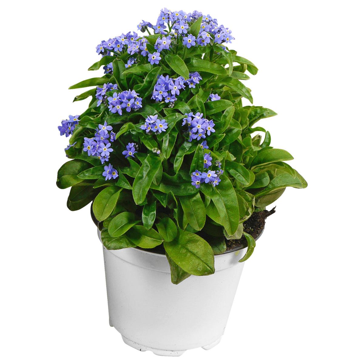 Bild 1 von Vergissmeinnicht oder Primel »Sphinx«