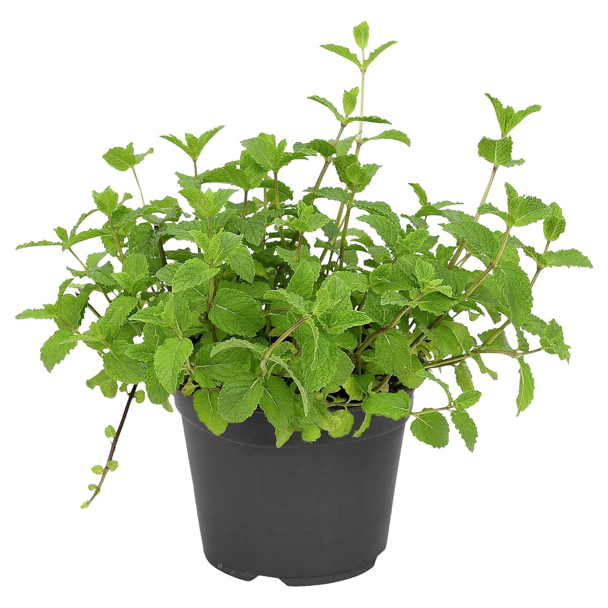 Bild 1 von GARDENLINE Gewürzkräuter