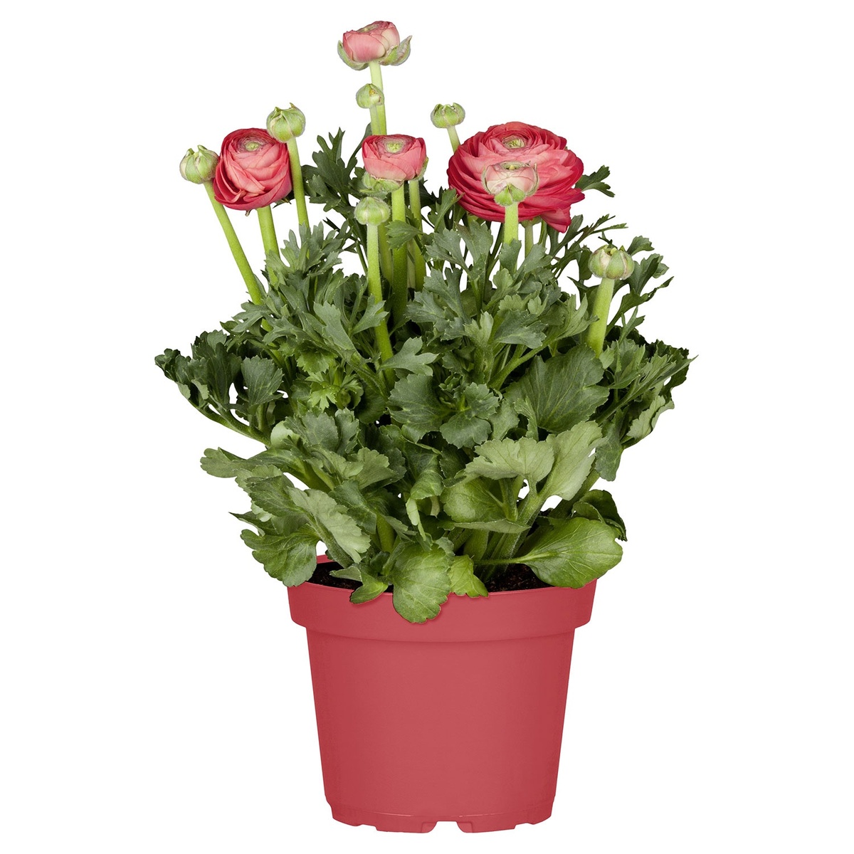 Bild 2 von GARDENLINE Ranunkeln