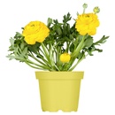 Bild 3 von GARDENLINE Ranunkeln
