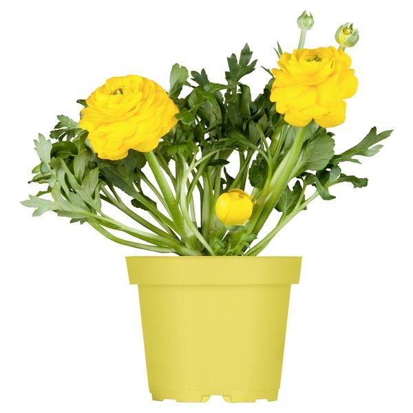 Bild 3 von GARDENLINE Ranunkeln