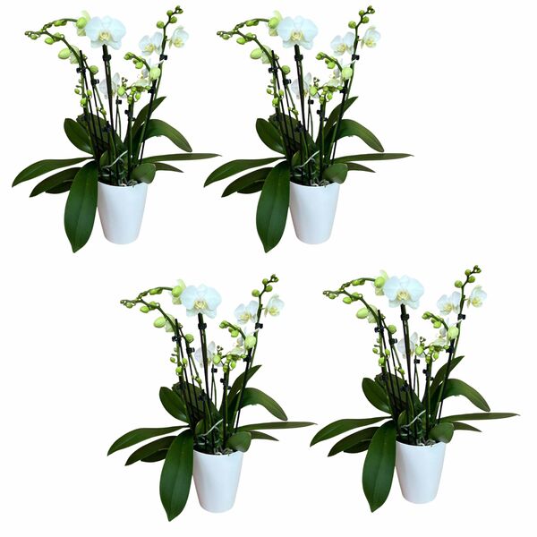 Bild 1 von 8+ rispiges Orchideen 4er Set + Übertopf weiß