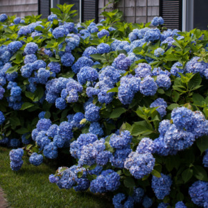 Gartenhortensie Endless Summer® 'The Original', Blau