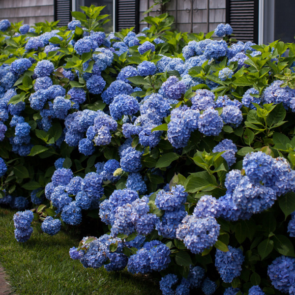 Bild 1 von Gartenhortensie Endless Summer® 'The Original', Blau