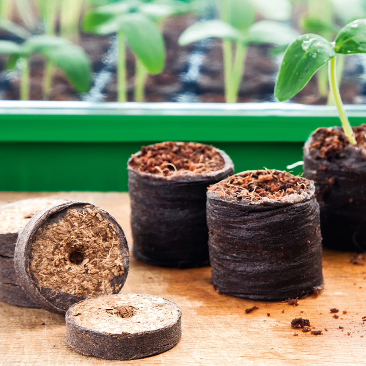 Bild 1 von Powertec Garden Kokos-Quelltabletten 30er-Set