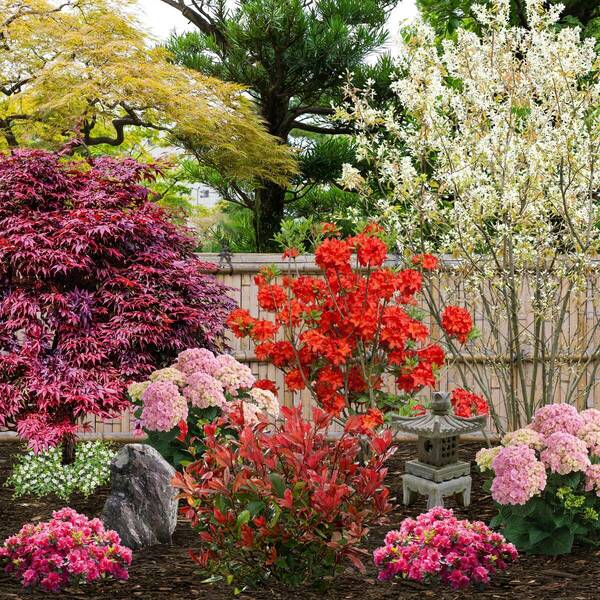 Bild 1 von Pflanzen-Set "Japanischer Garten", 11 Pflanzen